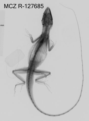 Media type: image;   Herpetology R-127685 Aspect: dorsoventral x-ray